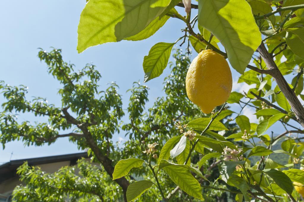 Ferienwohnungen Atz Tramin an der Weinstraße Exterior foto